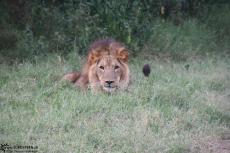 IMG 7978-Kenya, male lion in Kimana Reserve